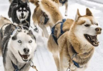 Accès journée mushers amateurs /attelage VEL